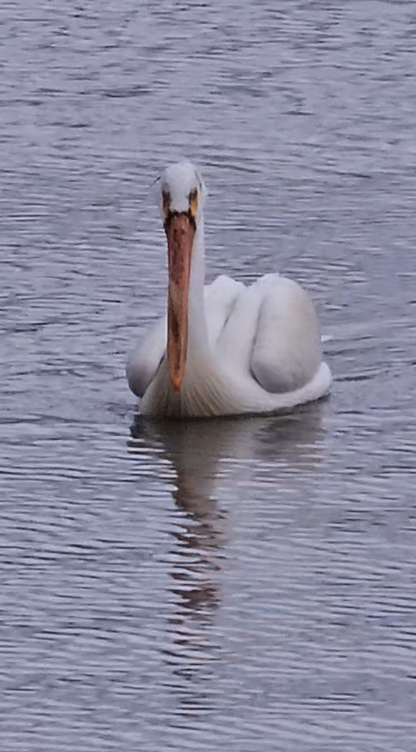 Pelican