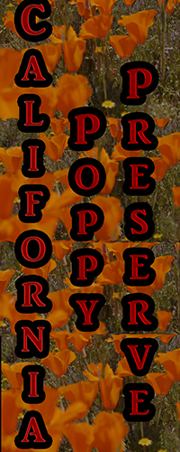 CA Poppy Preserve